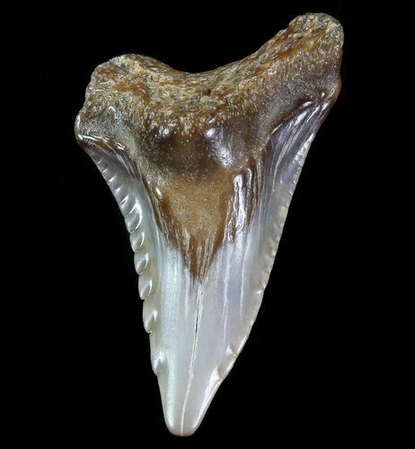 Hemipristis Shark Tooth Fossil - Virginia #71117